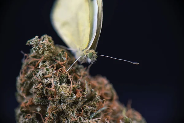 Detalhe da borboleta sentado em nug cannabis isolado sobre preto — Fotografia de Stock