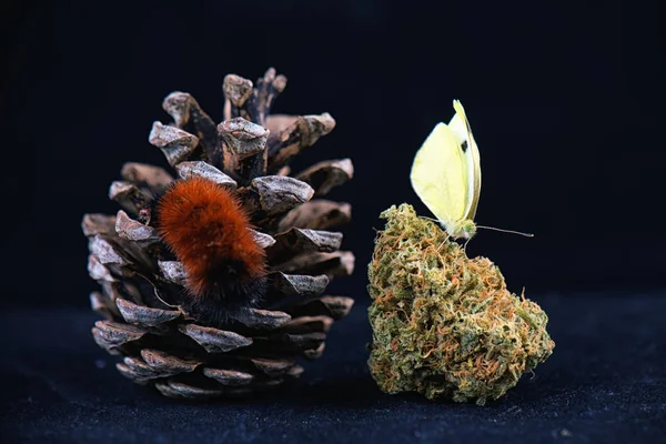 Detail van de vlinder zit op cannabis nug geïsoleerd over zwart — Stockfoto