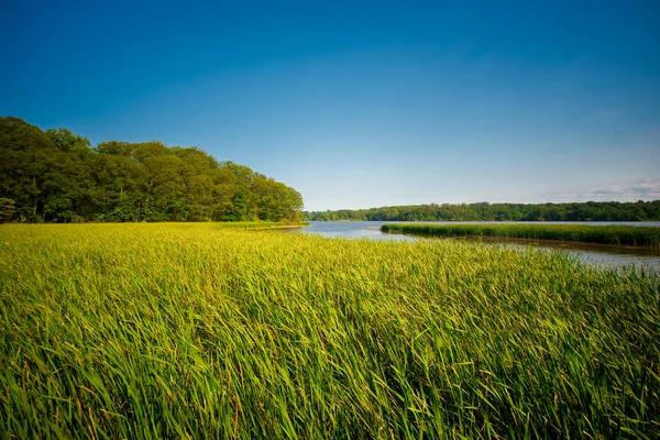 Vista da paisagem pantanosa no Jardim Botânico Real de Ontário — Fotografia de Stock