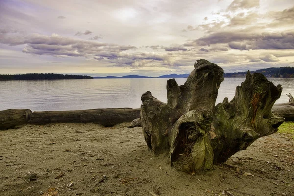 Baumstämme in Transfer-Strand bei Sonnenuntergang in Vancouver Island, BC, Kanada — Stockfoto