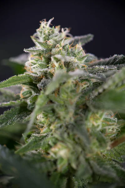 Cannabis Cola (Fire Creek Marihuana Sorte) auf spätblühenden Sträuchern — Stockfoto