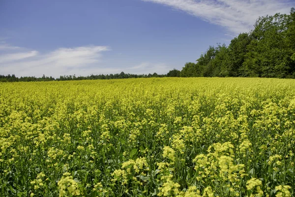 Blooming yellow rapeseed field during the summer in Collingwood, — Stock Photo, Image