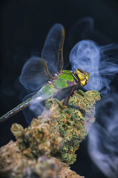 Makro ayrıntı esrar nug duman rin ile oturan yusufçuk — Stok fotoğraf