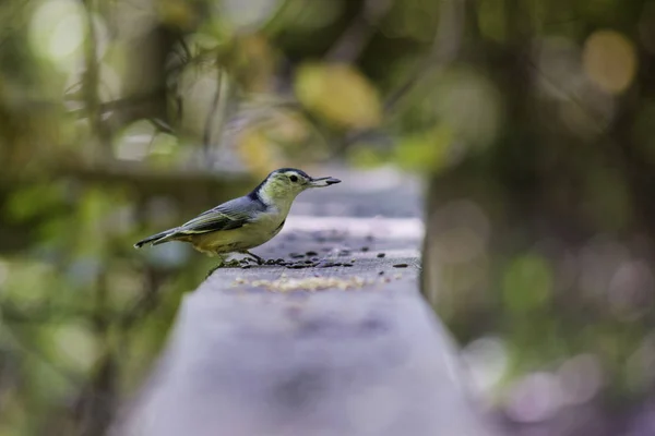 Pequeno pássaro selvagem amarelo alimentando-se de sementes — Fotografia de Stock