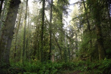 Eski büyüme yağmur ormanı Vanco çorap Creek şelale Park