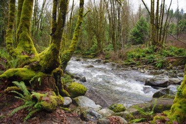 Eski büyüme yağmur ormanında Ladysmith, Vanc Hollanda Creek iz