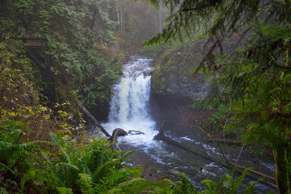 Old growth rain forest in Stocking Creek Waterfall park in Vanco — Stock Photo, Image