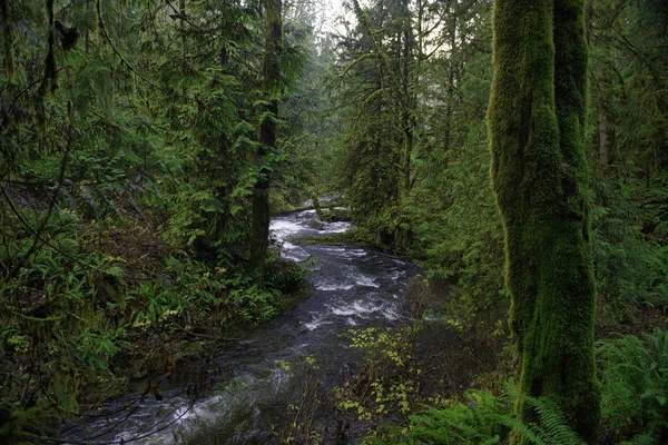 Velho crescimento floresta tropical em Stocking Creek Cachoeira parque em Vanco — Fotografia de Stock