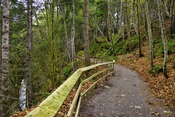 Старовікових лісів в Голландії Creek trail в Ледісміт, Vanc — стокове фото