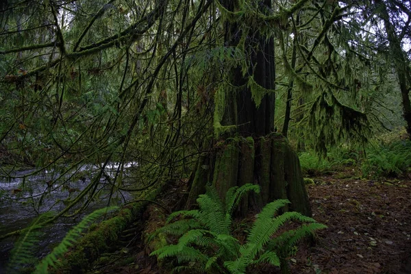 Старый тропический лес в Стокинг Крик водопад парк в Ванко — стоковое фото