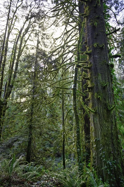 Eski büyüme yağmur ormanı Vanco çorap Creek şelale Park — Stok fotoğraf