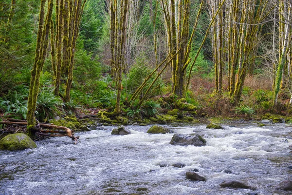 Oude groei regenwoud in Holland Creek trail in Ladysmith, Vanc — Stockfoto