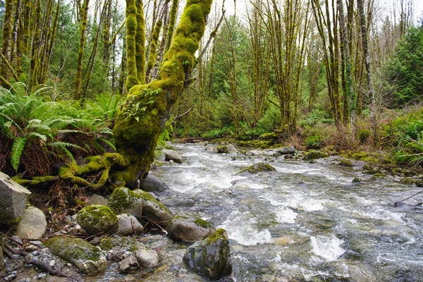 Velho crescimento floresta tropical em Holland Creek trilha em Ladysmith, Vanc — Fotografia de Stock