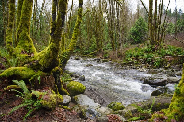 Oude groei regenwoud in Holland Creek trail in Ladysmith, Vanc — Stockfoto