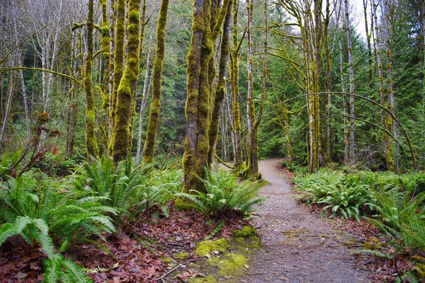 Oude groei regenwoud in Holland Creek trail in Ladysmith, Vanc — Stockfoto