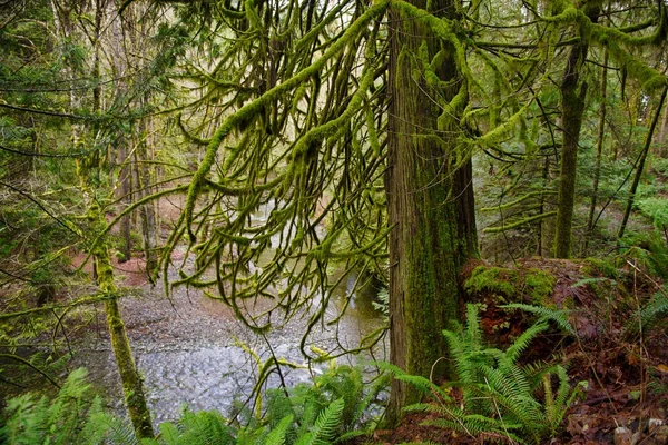 Régi növekedés esőerdők a Holland patak trail Ladysmith, Vanc — Stock Fotó