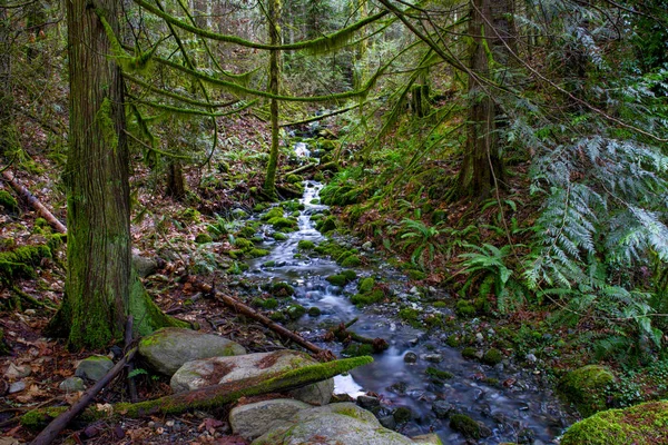 Cascata torrente e vecchia foresta pluviale crescita nei sentieri di Lad — Foto Stock