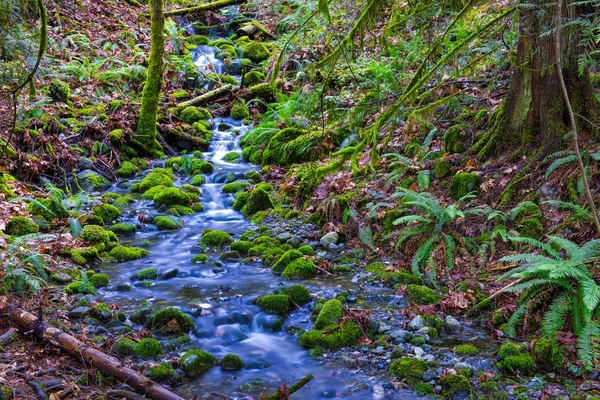 Cachoeira e floresta tropical de crescimento antigo nas trilhas de Lad — Fotografia de Stock