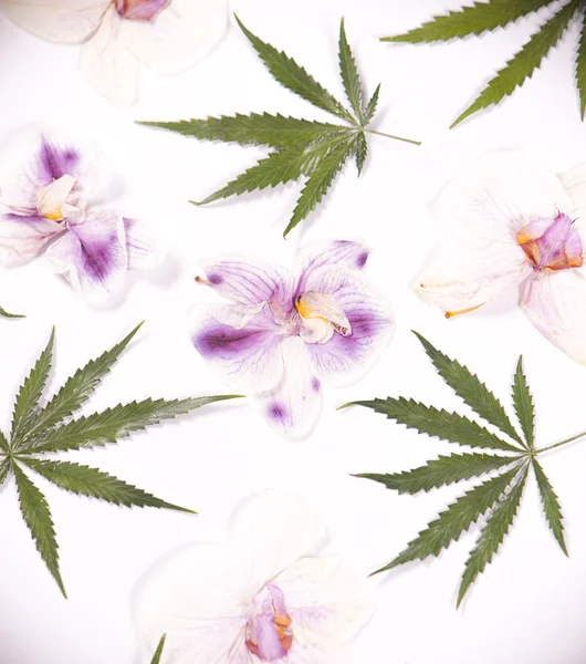 Feuilles de cannabis et pétales d'orques roses séchés isolés sur du blanc — Photo