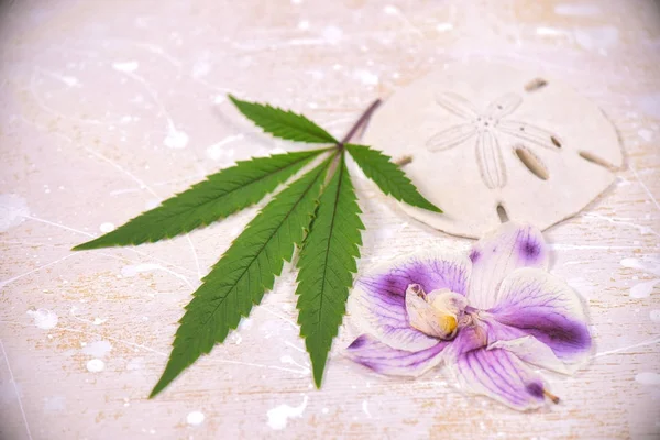 Foglie di cannabis, conchiglie e petali orquidi rosa essiccati isolati ov — Foto Stock