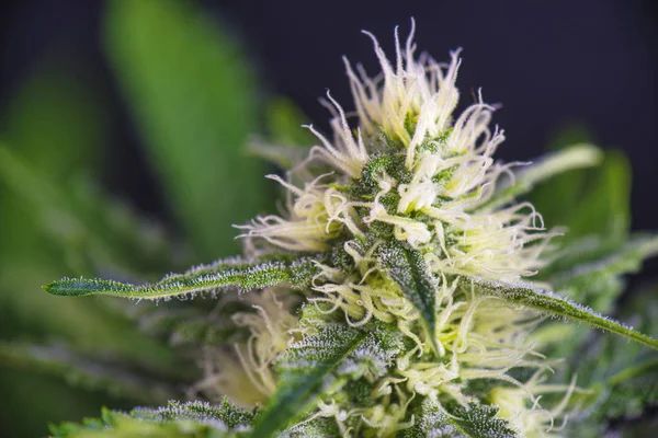 Cannabis cola (Rysk docka marijuana stam) med synliga hårstrån — Stockfoto