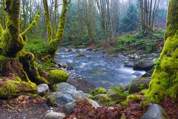 Velho crescimento floresta tropical em Holland Creek trilha em Ladysmith, Vanc — Fotografia de Stock