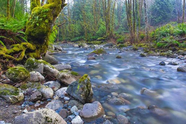 Antigua selva tropical en Holland Creek trail en Ladysmith, Vanc —  Fotos de Stock