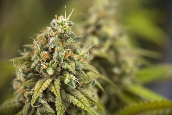 Cannabis cola (Thousand Oaks marijuana strain) em floração tardia — Fotografia de Stock