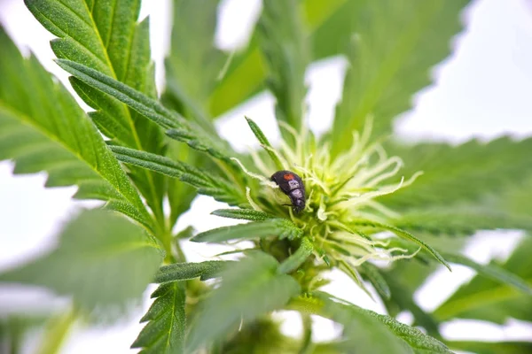 Joaninha negra rastejando em uma planta de cannabis isolada sobre b branco — Fotografia de Stock