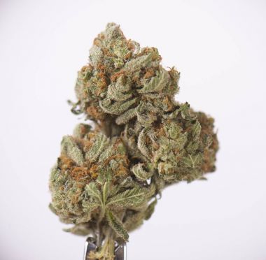 Beyaz bitti izole kuru esrar bud (ekşi tangie zorlanma)