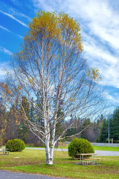 Дерево берези під час падіння в Північне Онтаріо парк — стокове фото