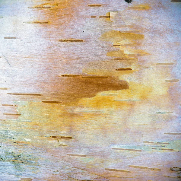 Birch tree bark natural texture with grain and markings — Stock Photo, Image