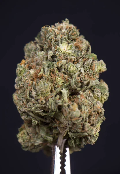 Dried cannabis bud (scout master strain) isolated over black — Stock fotografie