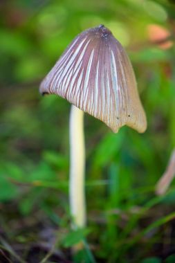 yabani mantar içinde orman, Vancouver Adası, İngiliz Columbi