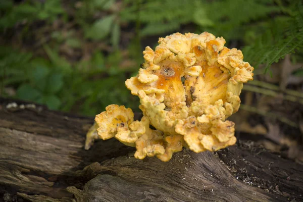 Fungo selvatico nella foresta dell'isola di Vancouver, British Columbi — Foto Stock