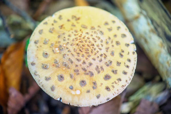 Дикие грибы в лесу острова Ванкувер, Британская Колумбия — стоковое фото