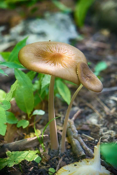 Άγρια μανιτάρια στο δάσος του Vancouver Island, βρετανική στο Columbi — Φωτογραφία Αρχείου