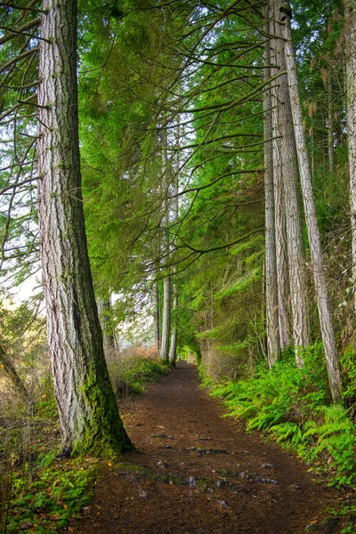 Hemer provinční park v ostrov Vancouver, Britská Kolumbie, Can — Stock fotografie