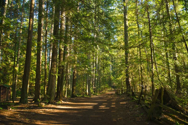 Sunrays фільтрації через острова Ванкувер, листя ліс — стокове фото