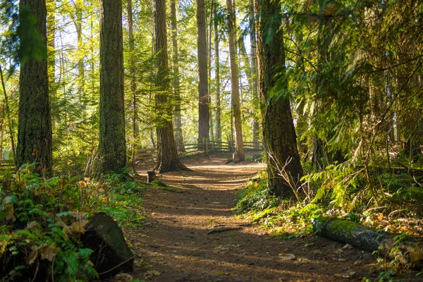 Zonnestralen filteren door middel van het loof bos in een Vancouver Island — Stockfoto