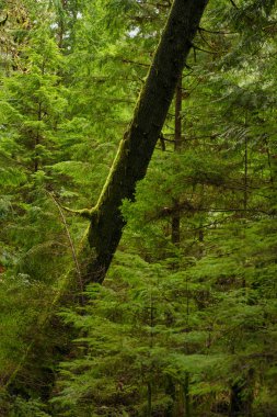 Yosunlu ağaç gövdesi Vancouver eski büyüme yağmur ormanlarında görünümünü 