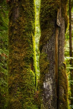 Yosunlu ağaç gövdesi Vancouver eski büyüme yağmur ormanlarında görünümünü 