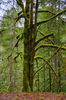 Yosunlu ağaç gövdesi Vancouver eski büyüme yağmur ormanlarında görünümünü 