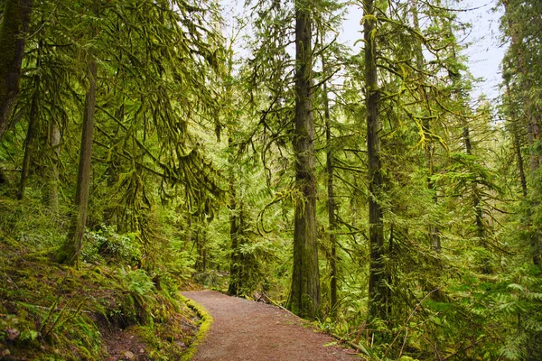 Trail met mossy boomstammen in oude groei regenwoud in Vancou — Stockfoto