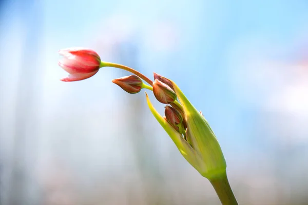 繊細なピンクの花が咲き始めてのマクロの詳細 — ストック写真