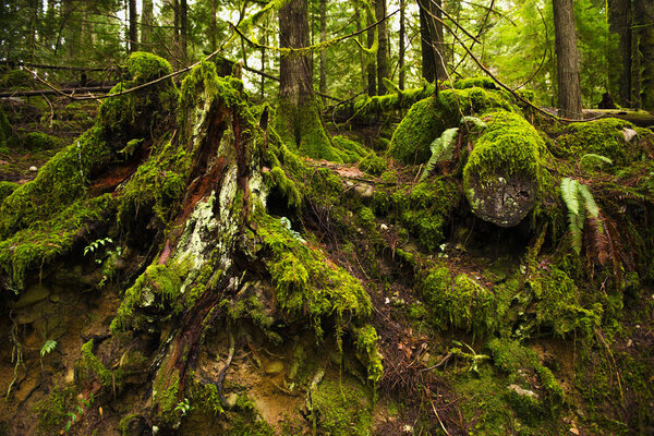 View of mossy tree stumps in old growth rain forest taken in Vancouver Island, British Columbia, Canada