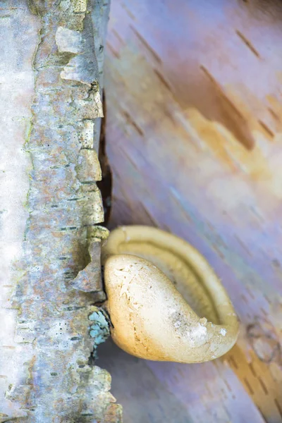 Άγριο μανιτάρι σε αυτό s φυσικό βιότοπο για το νησί Βανκούβερ, π.χ. — Φωτογραφία Αρχείου