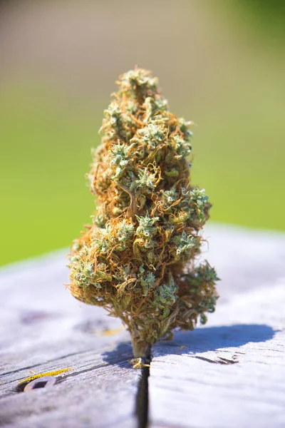 Makro detalj av enda cannabis bud (kongolesiska stam) över mjuk — Stockfoto