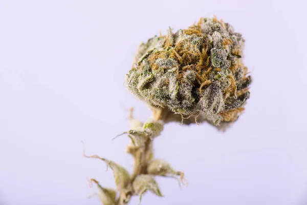 Egyetlen cannabis bud (ambrosia törzs) elszigetelt fehér háttérb — Stock Fotó