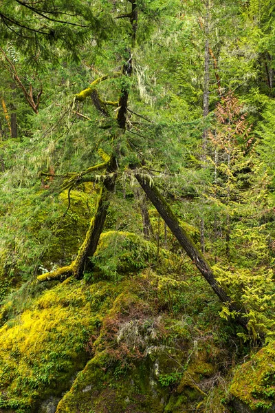 Vista do tronco de árvore musgosa na floresta tropical de crescimento antigo em Vancouver — Fotografia de Stock